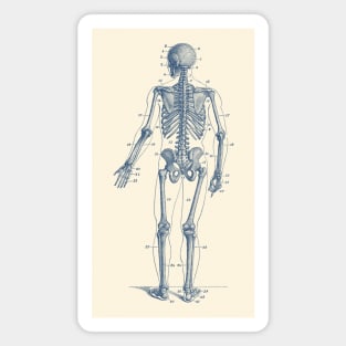 Backward Facing Skeletal Diagram - Vintage Anatomy Print Magnet